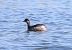 Cabussó collnegre (Podiceps nigricollis) © Eulàlia Maspons