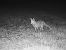 Guineu, guilla (Vulpes vulpes) © Francesc Moncasí Salvia
