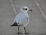 Mediterranean Gull (Ichthyaetus melanocephalus) © Andrew Clarke