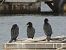Great Cormorant (Phalacrocorax carbo) © Andrew Clarke