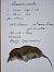 Musaranya comuna (Crocidura russula) © Miquel Batriu Vilaró