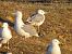 Goéland pontique (Larus cachinnans) © Guillem Saguer Parés