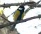 Great Tit (Parus major) © Josep Maria Solé Molins