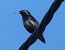 Estornino Negro (Sturnus unicolor) © Josep Maria Solé Molins