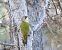 Picot verd ibèric (Picus sharpei) © Miguel Jodas Gomis