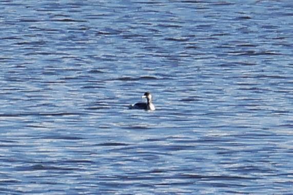 Cabussó gris  - Pere Plans