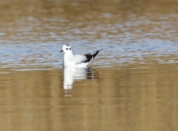 Gavina menuda  - Quim Felip