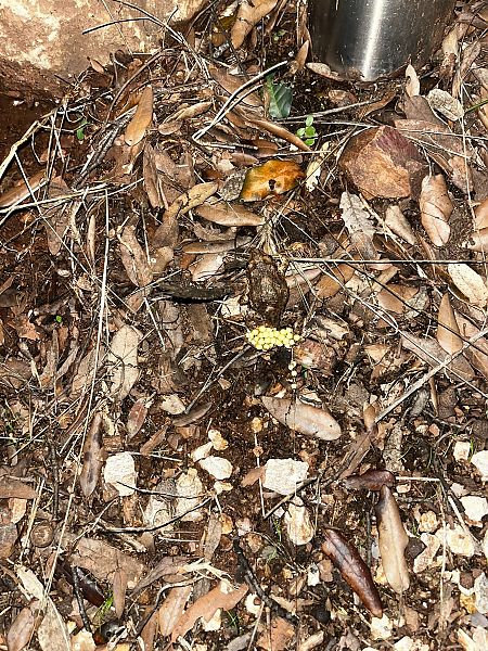 Tòtil comú  - Bernadette Sommer