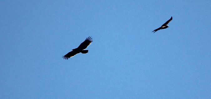 Àguila cridanera  - Quim Minoves