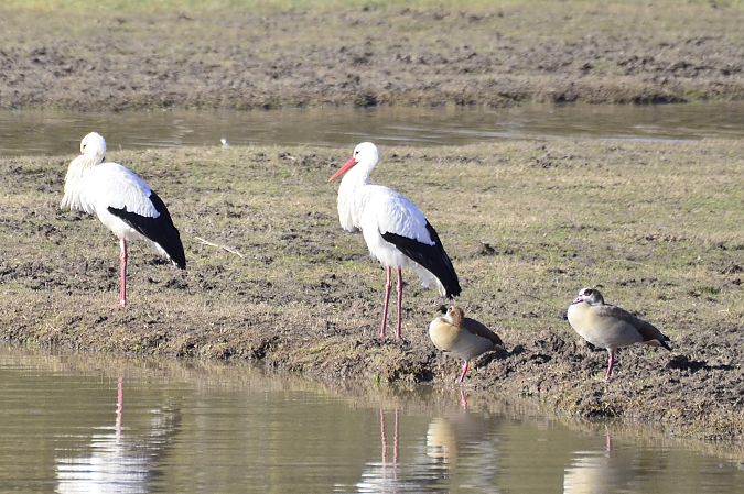 Oca egípcia  - Angel Badal