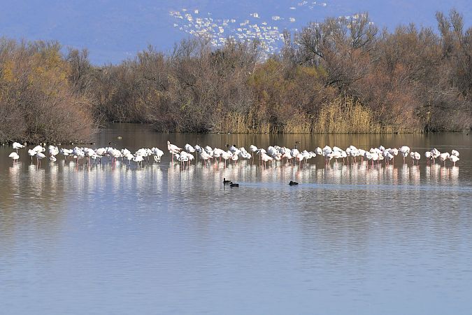 Flamenc  - Angel Badal