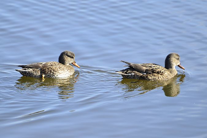 Ànec griset  - Angel Badal