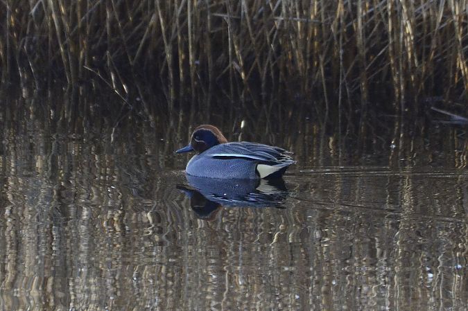 Xarxet comú  - Angel Badal