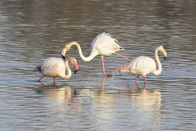 Flamenc  - Angel Badal