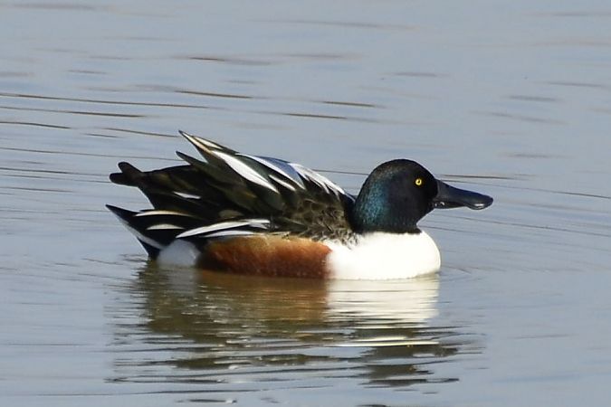 Ànec cullerot  - Angel Badal