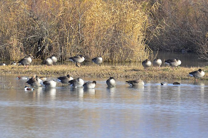 Oca vulgar  - Angel Badal
