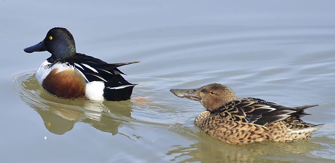 Ànec cullerot  - Angel Badal