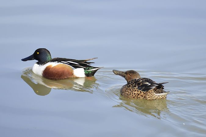 Ànec cullerot  - Angel Badal