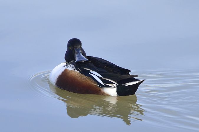 Ànec cullerot  - Angel Badal