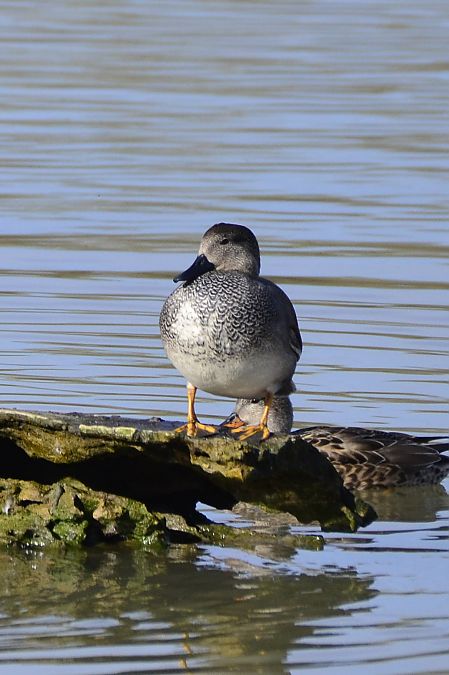 Ànec griset  - Angel Badal