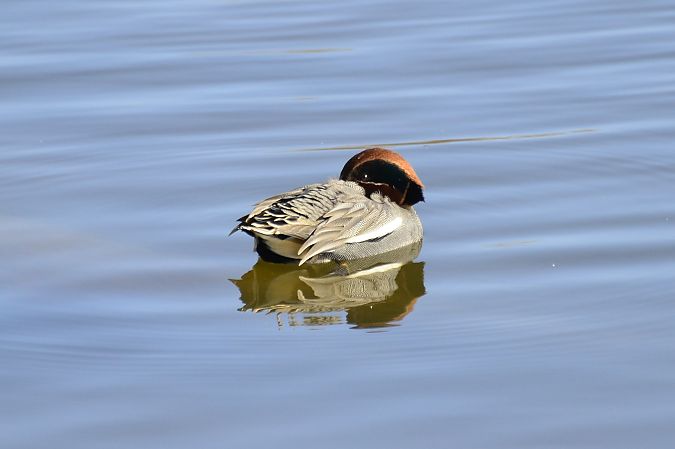 Xarxet comú  - Angel Badal