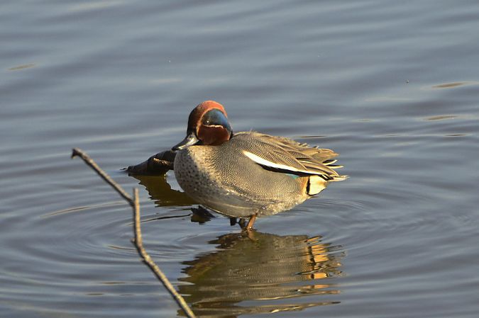 Xarxet comú  - Angel Badal