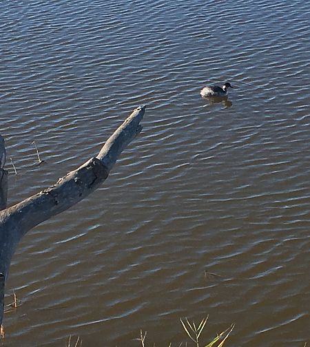 Cabussó collnegre  - Oscar Pastors