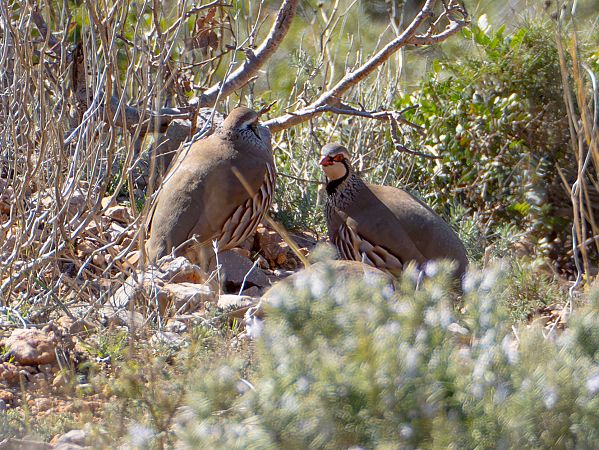 Perdiu roja  - Adrian Trost
