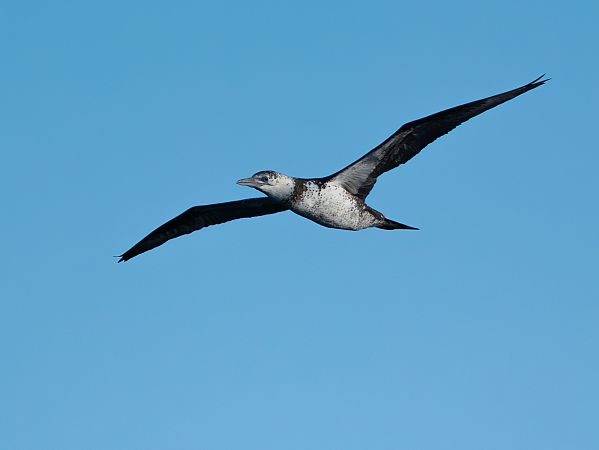 Mascarell  - Adrian Trost