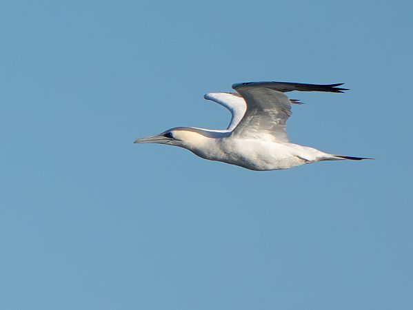 Mascarell  - Adrian Trost