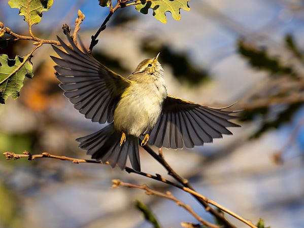 Mosquiter de doble ratlla  - Adrian Trost