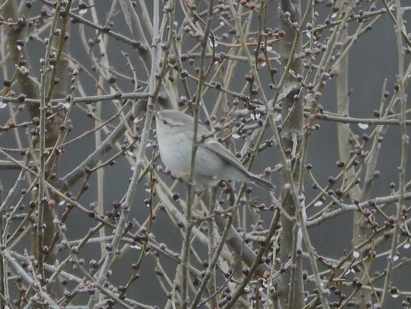 Mosquiter de Hume  - Luca Tonda Balogun