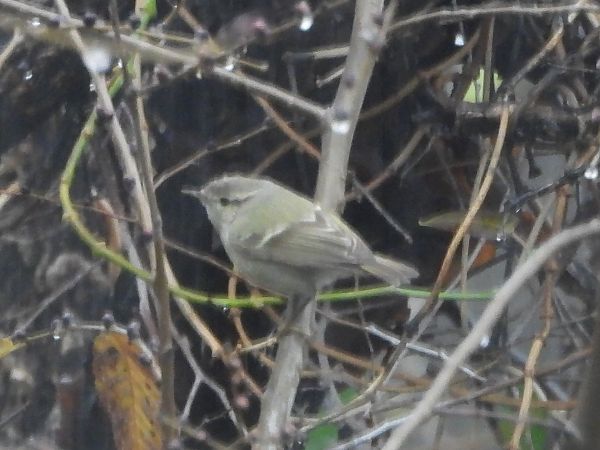 Mosquiter de Hume  - Luca Tonda Balogun