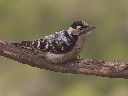 Picot garser petit  - Ricard Busquets