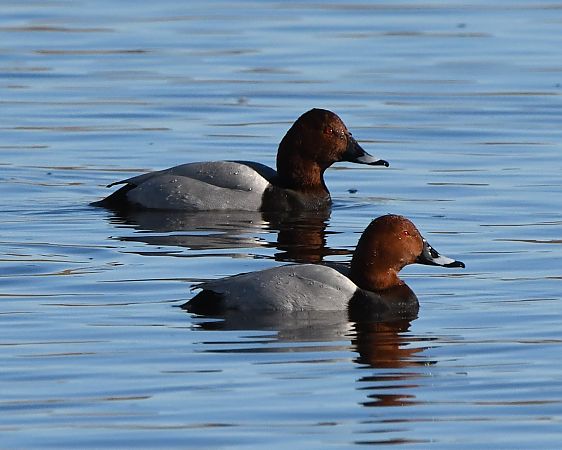 Morell de cap roig  - Jordi Véliz Monrabà
