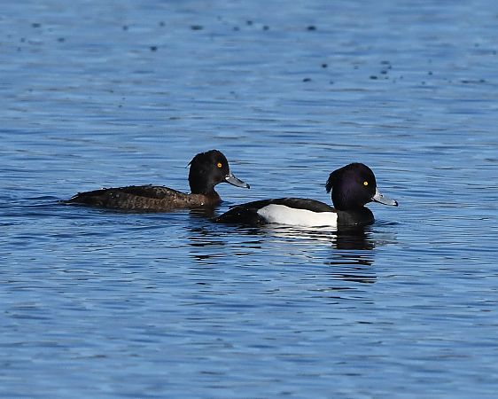 Morell de plomall  - Jordi Véliz Monrabà
