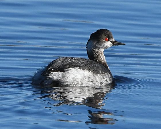 Cabussó collnegre  - Jordi Véliz Monrabà