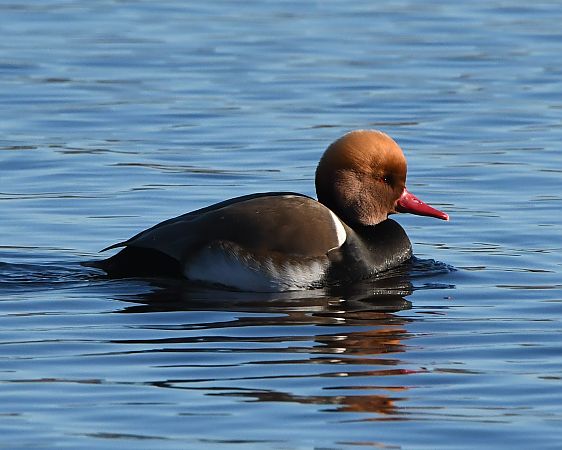 Xibec  - Jordi Véliz Monrabà
