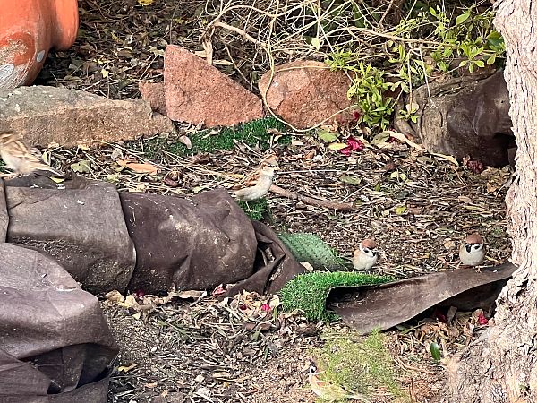 Pardal xarrec  - Silvia Roure