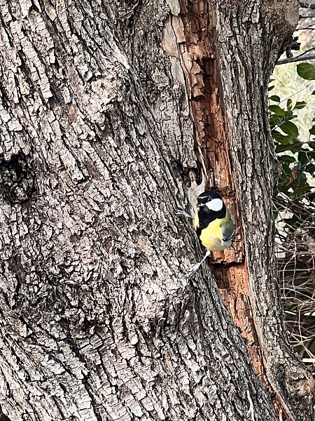 Mallerenga carbonera  - Silvia Roure