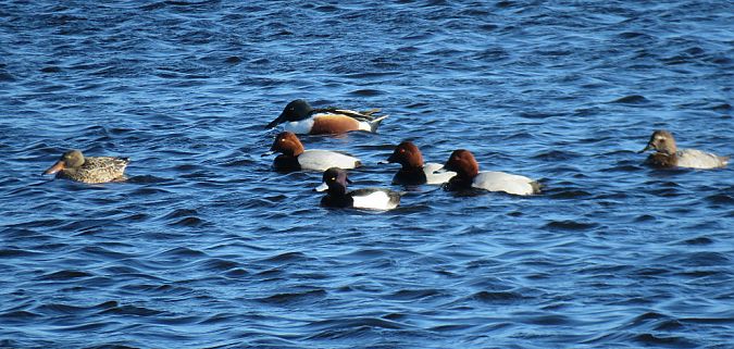 Fuligule milouin  - Carles Martorell Gendra