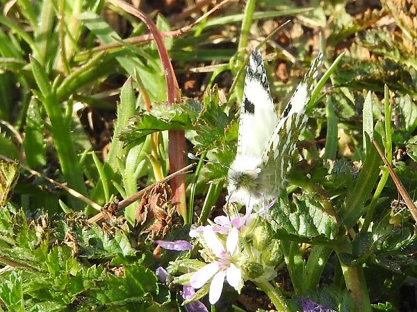 Marbrada comuna  - Carlos Alvarez-Cros