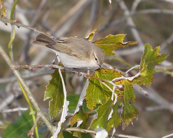 Mosquiter comú tipus tristis  - Marc Olivé