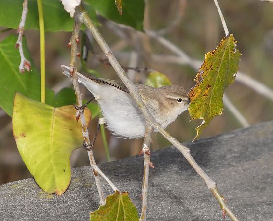 Mosquiter comú tipus tristis  - Marc Olivé