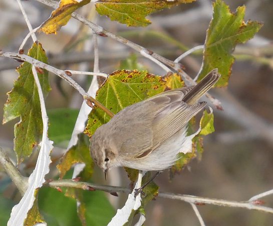 Mosquiter comú tipus tristis  - Marc Olivé