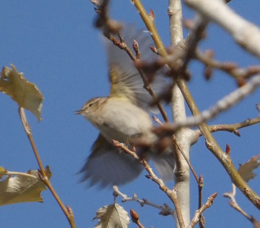 Mosquiter comú tipus tristis  - Marc Olivé