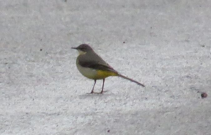 Bergeronnette des ruisseaux  - Pancho Pou