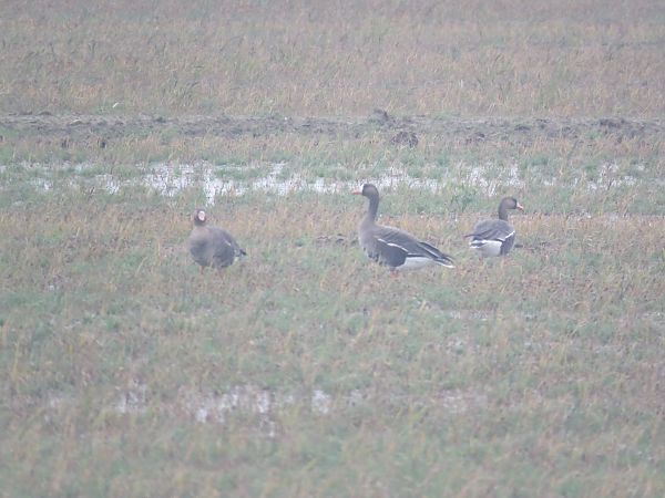 Oca riallera grossa  - Ivan Garcia Martinez