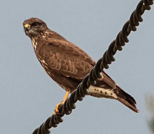 Aligot comú  - Màrius Domingo