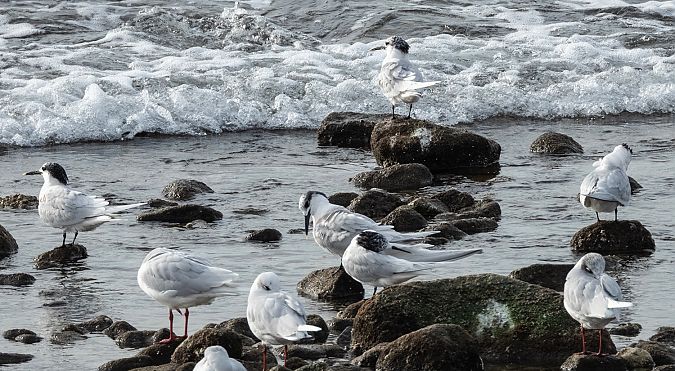 Xatrac becllarg  - Màrius Domingo
